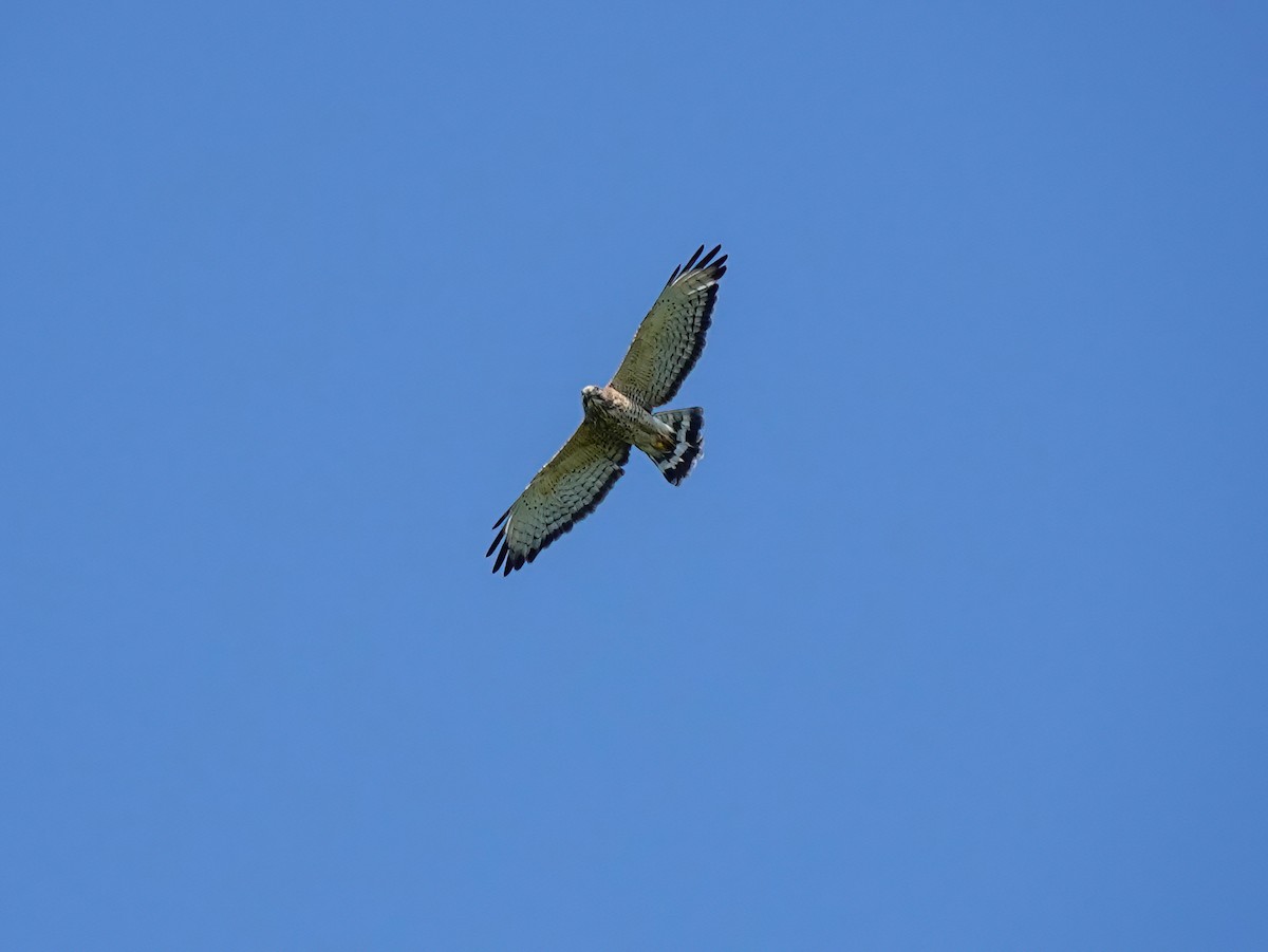 Broad-winged Hawk - ML620517924