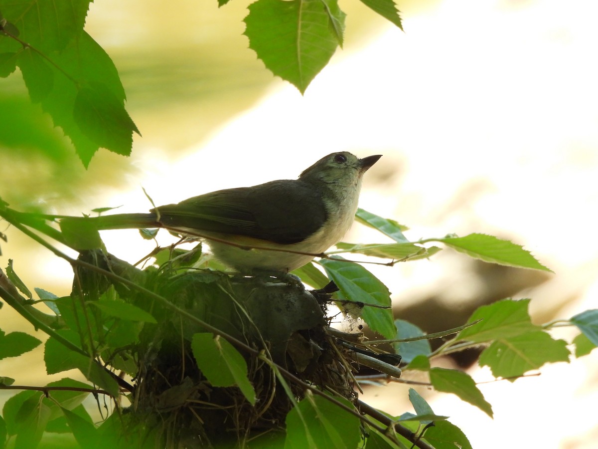 Tufted Titmouse - ML620517926