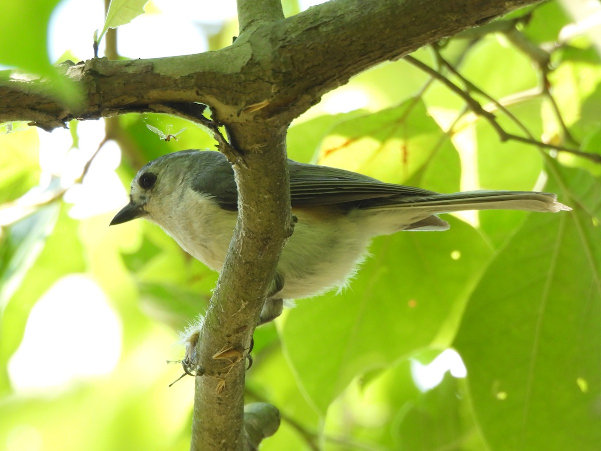 Tufted Titmouse - ML620517928