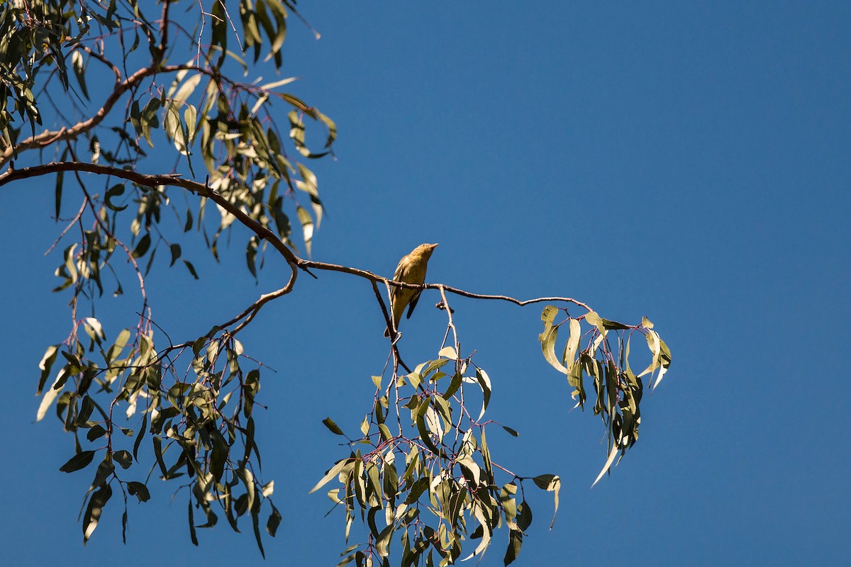 Western Tanager - ML620517930