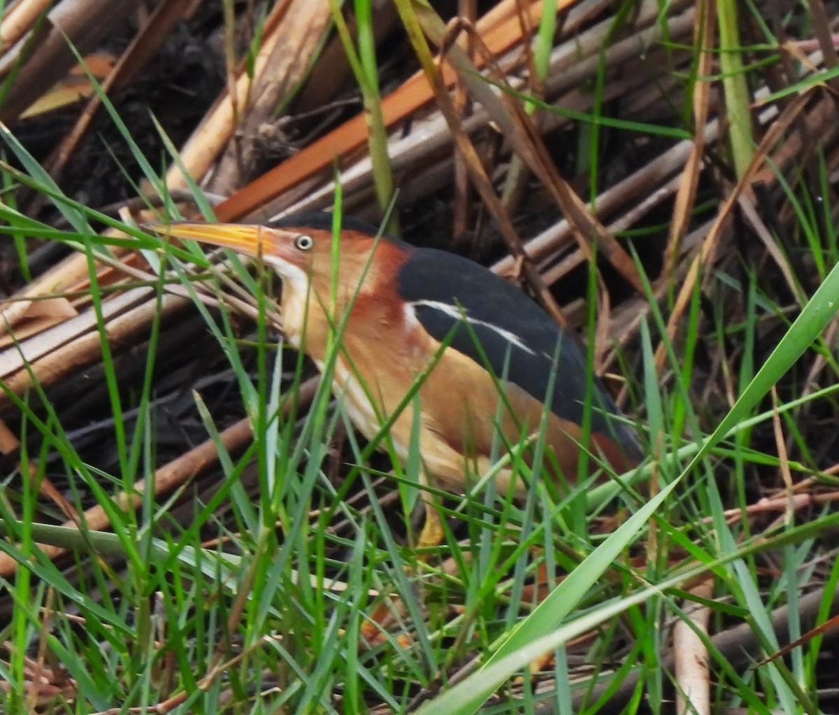 Least Bittern - ML620517931