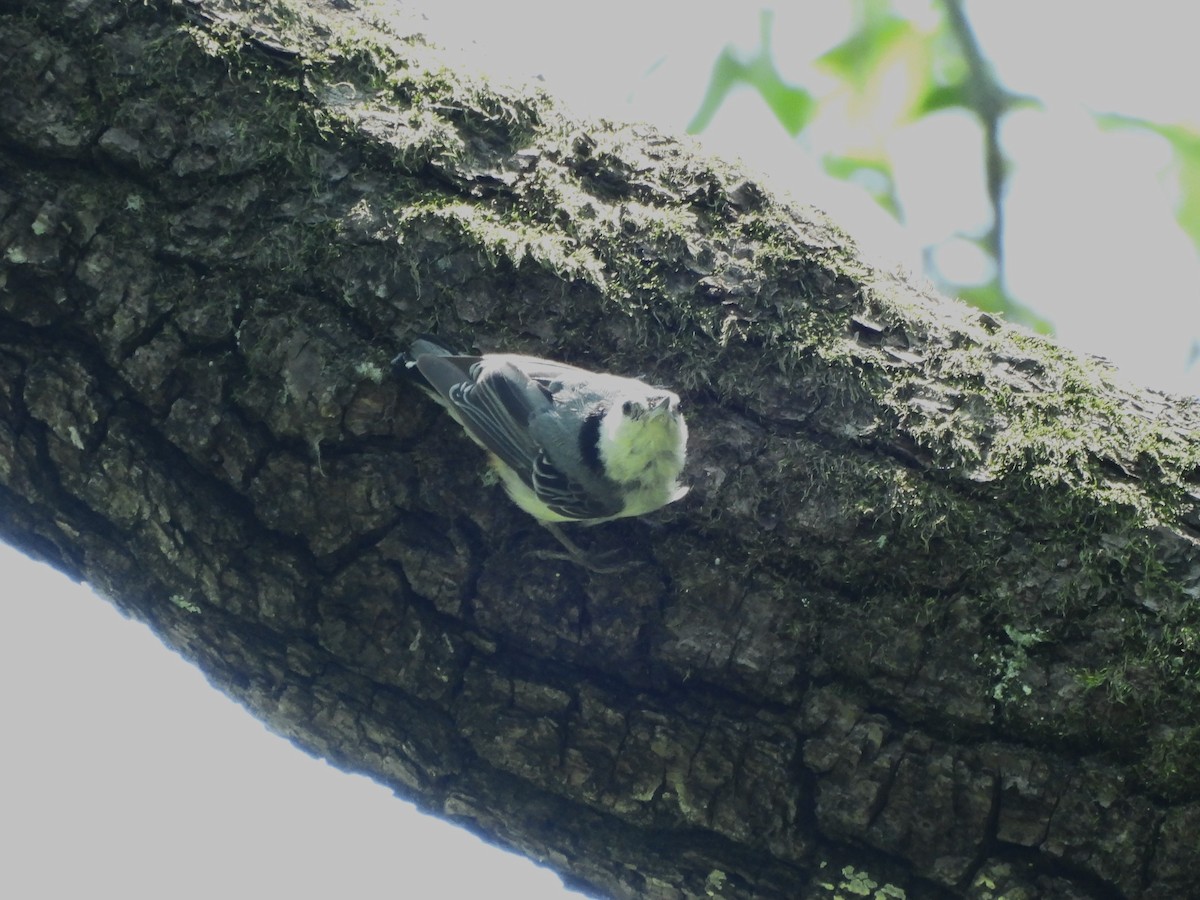 White-breasted Nuthatch - ML620517933