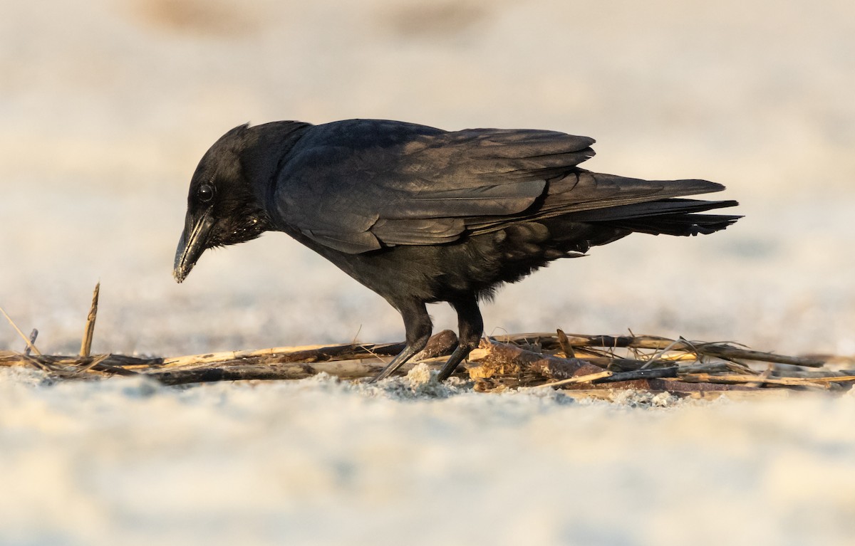 Fish Crow - ML620517938