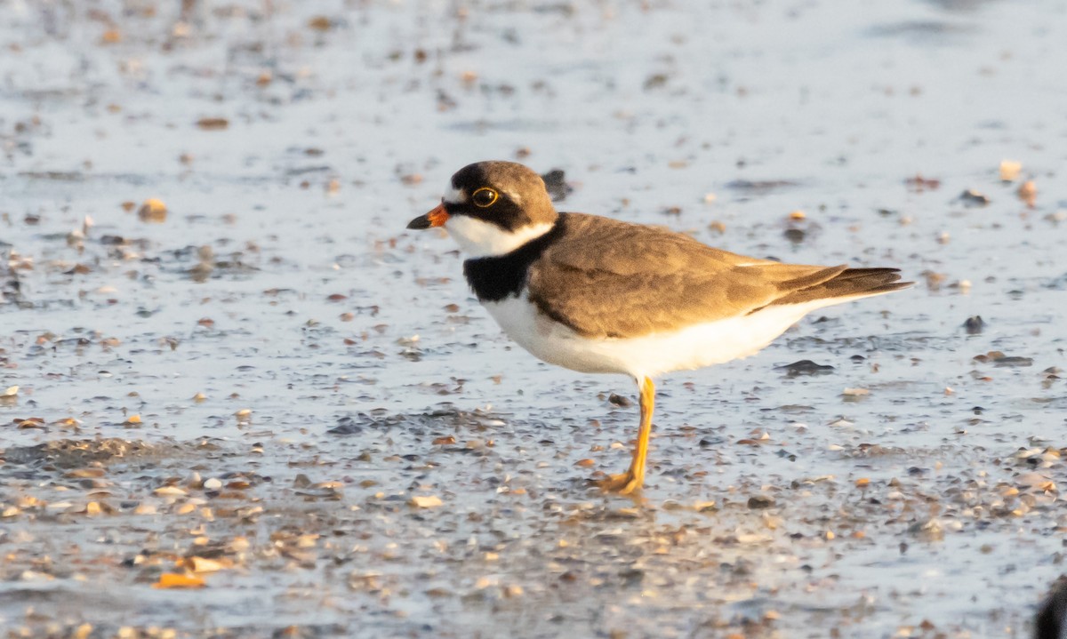 Semipalmated Plover - ML620517949