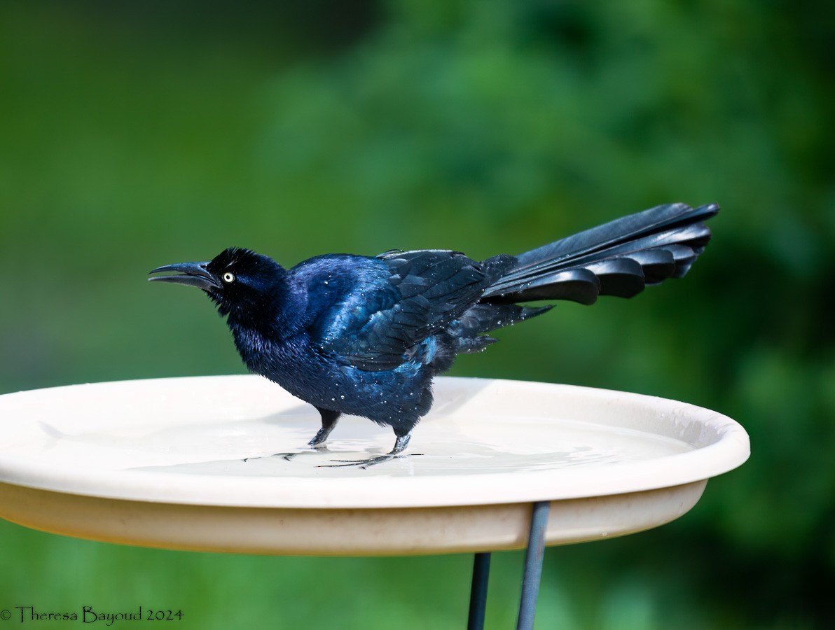 Great-tailed Grackle - ML620517951