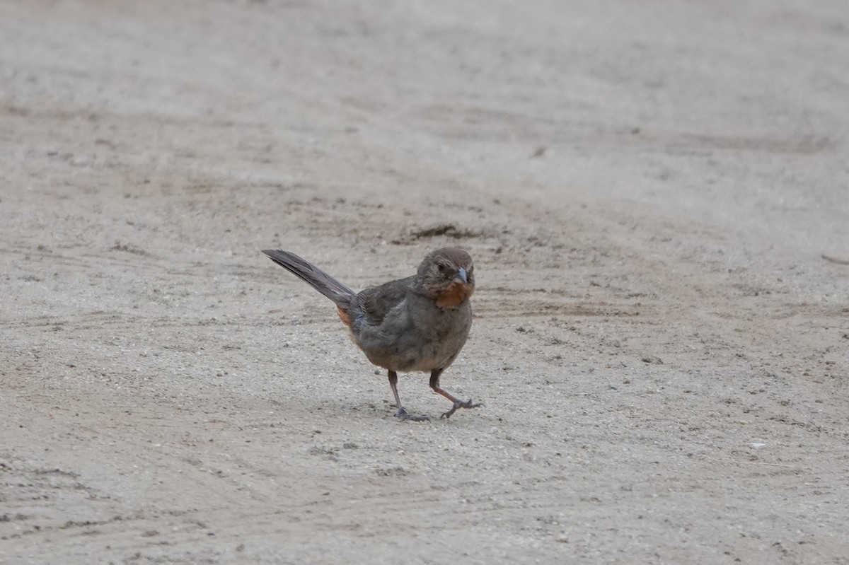 California Towhee - ML620517952