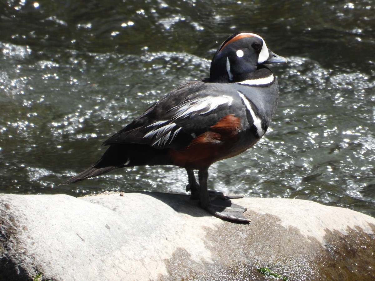 Pato Arlequín - ML620517956