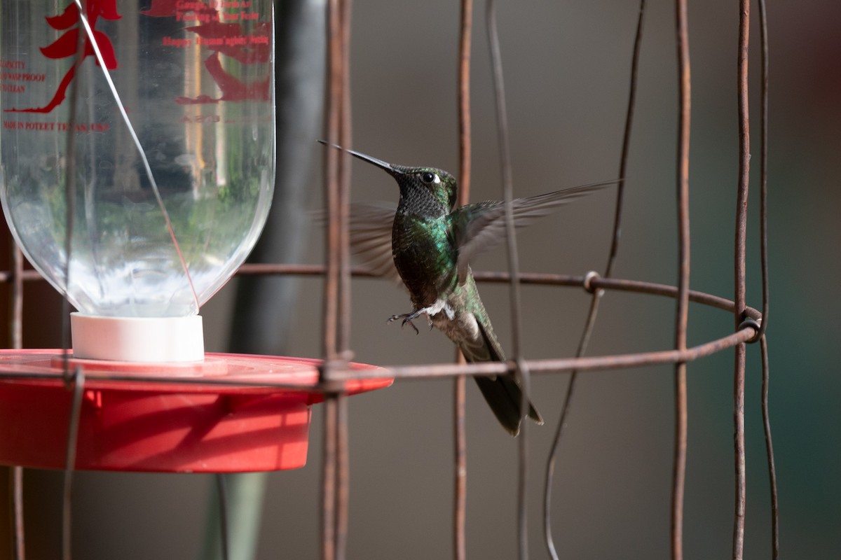 Rivoli's Hummingbird - Suzy Deese