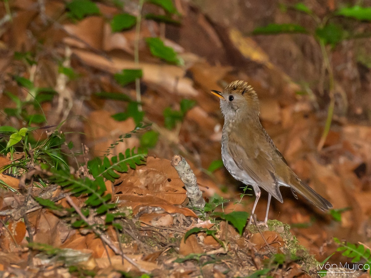 Ruddy-capped Nightingale-Thrush - ML620517965