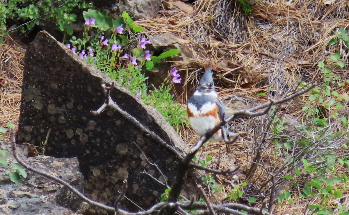 Belted Kingfisher - ML620517970