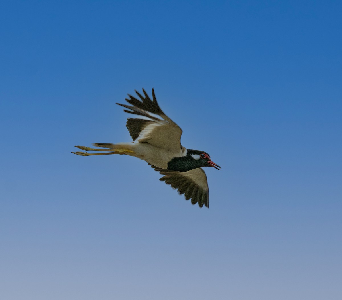 Red-wattled Lapwing - Hanno Stamm