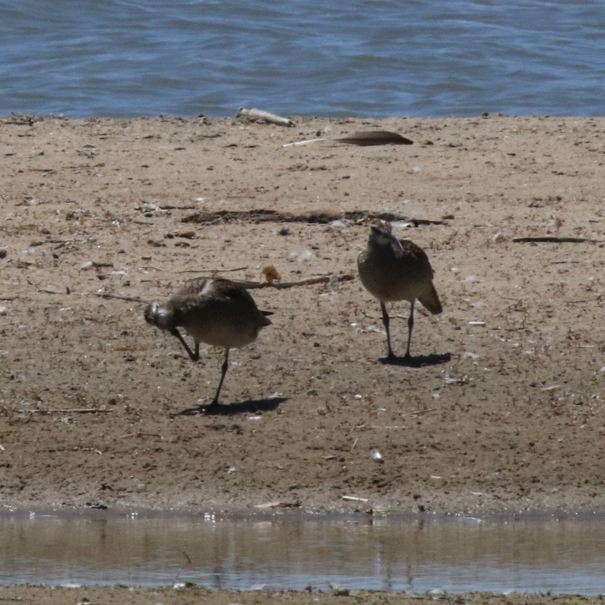 Whimbrel - ML620517972