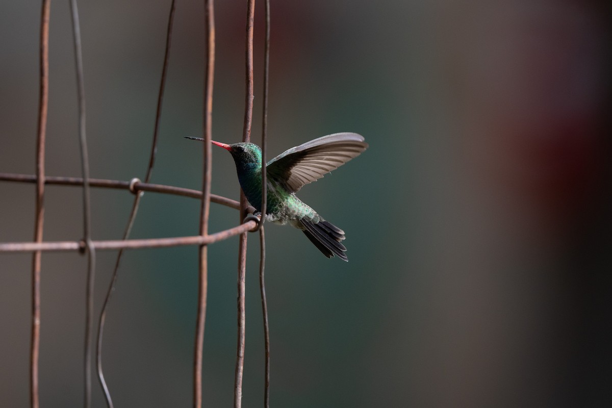 Broad-billed Hummingbird - ML620517973