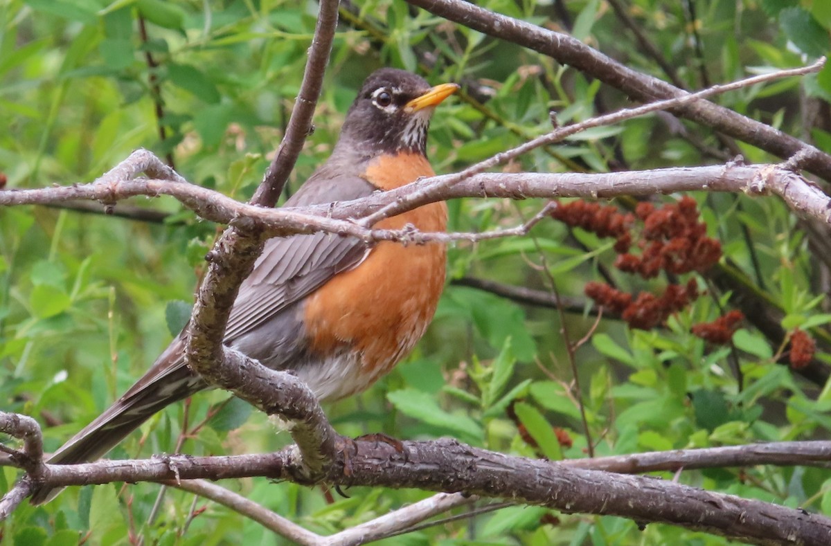 American Robin - ML620517975