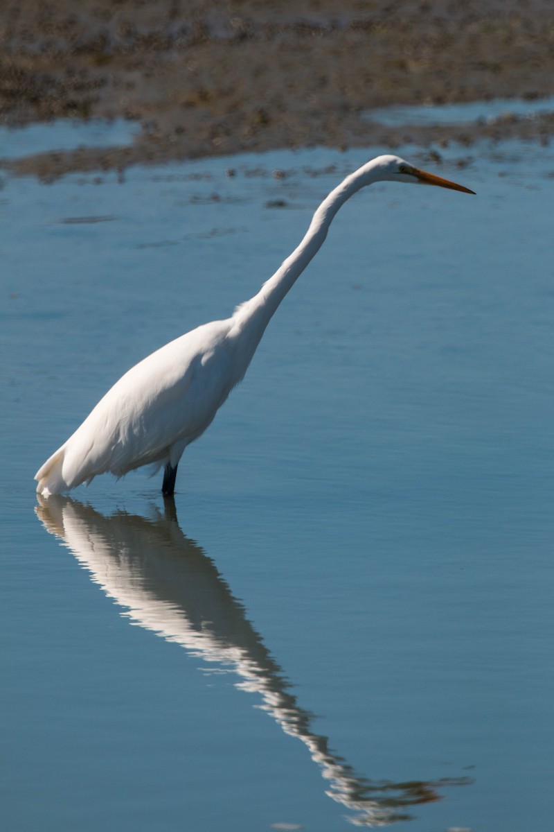 Great Egret - ML620517989