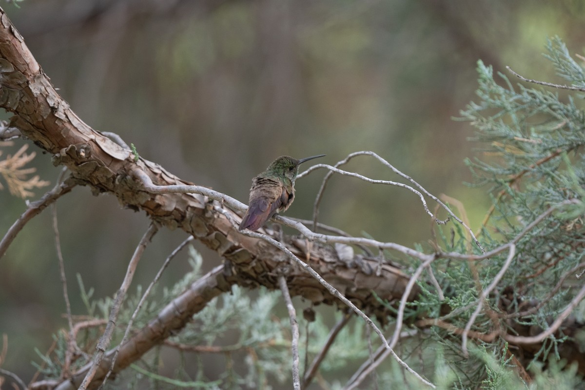 Berylline Hummingbird - ML620517993