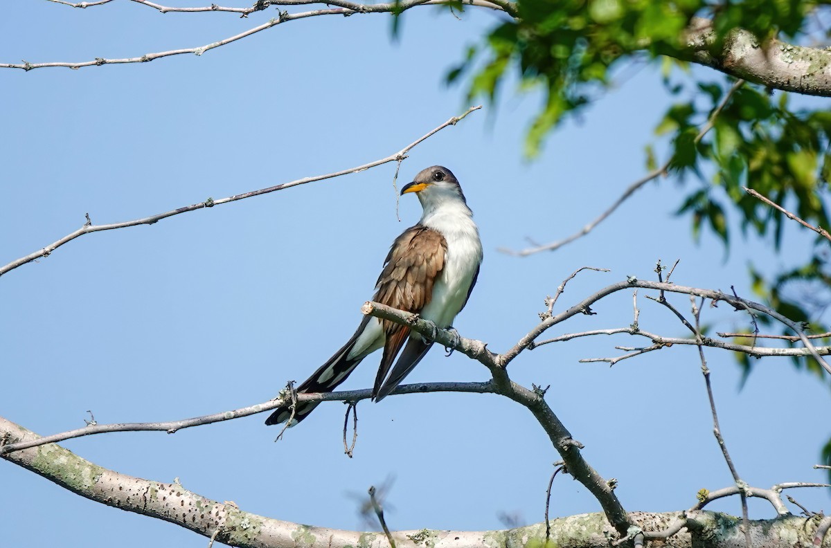 Yellow-billed Cuckoo - ML620517997