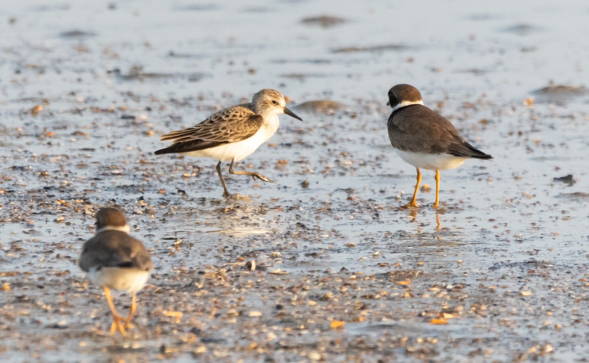 Semipalmated Sandpiper - ML620517999