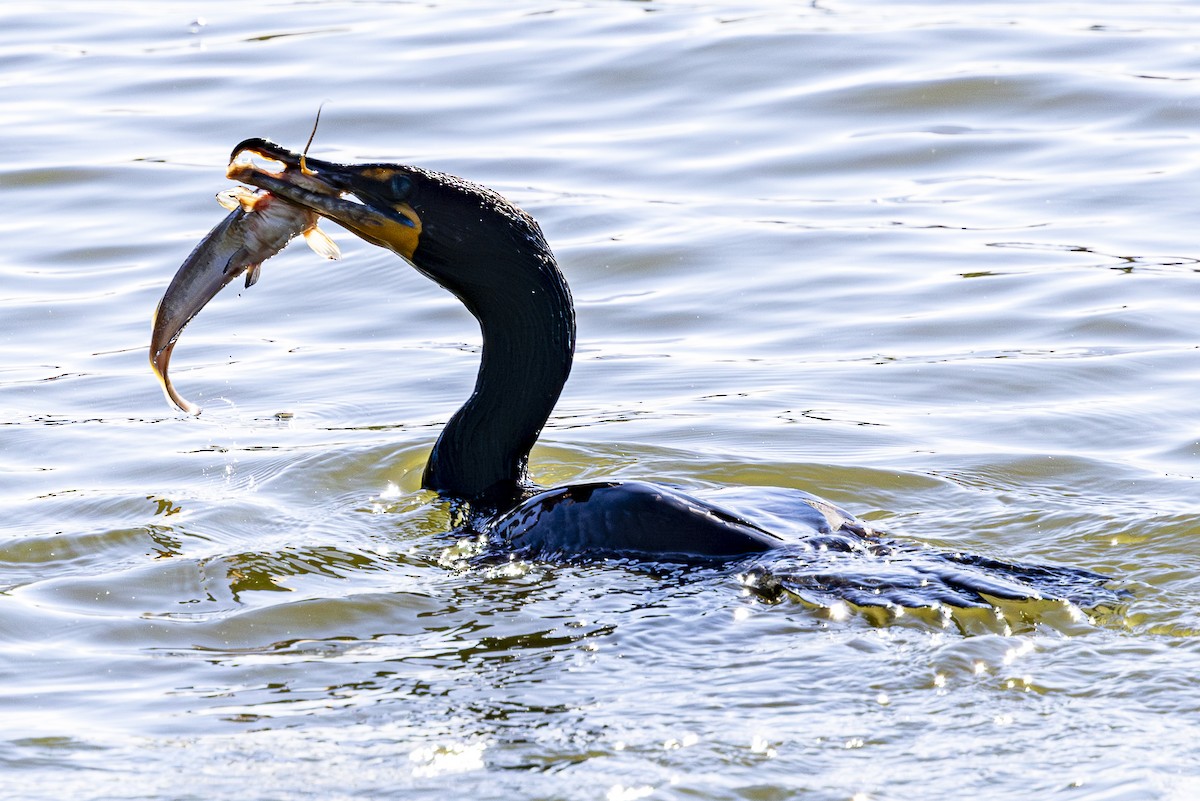 Double-crested Cormorant - ML620518001