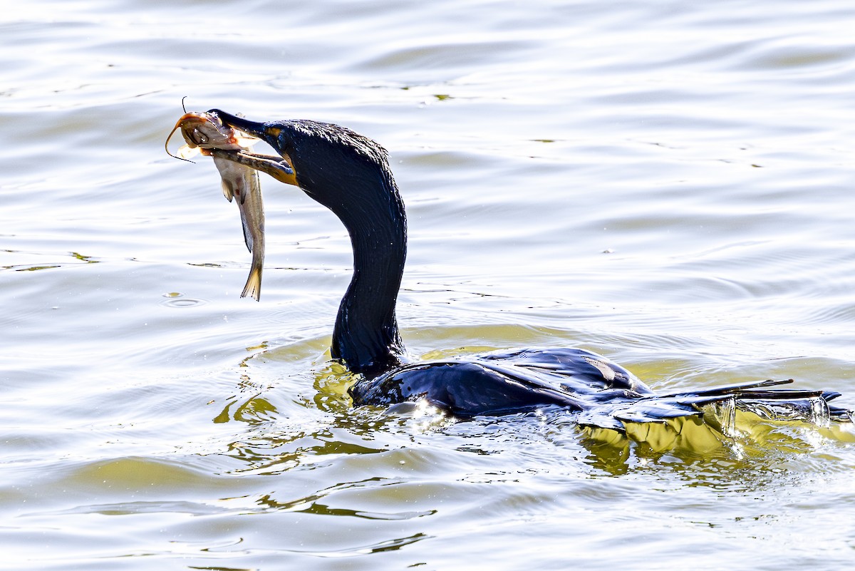 Double-crested Cormorant - ML620518003