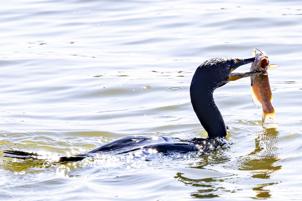 Double-crested Cormorant - Jef Blake