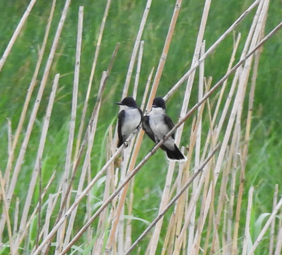 Schieferrücken-Königstyrann - ML620518006