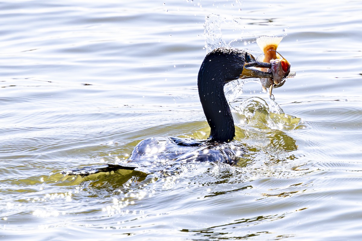 Double-crested Cormorant - ML620518007