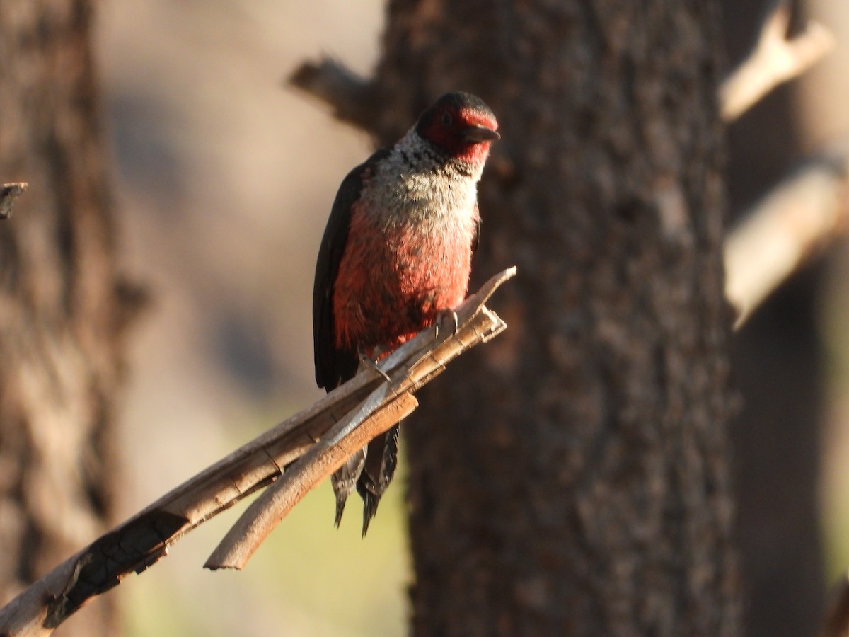 Lewis's Woodpecker - ML620518011