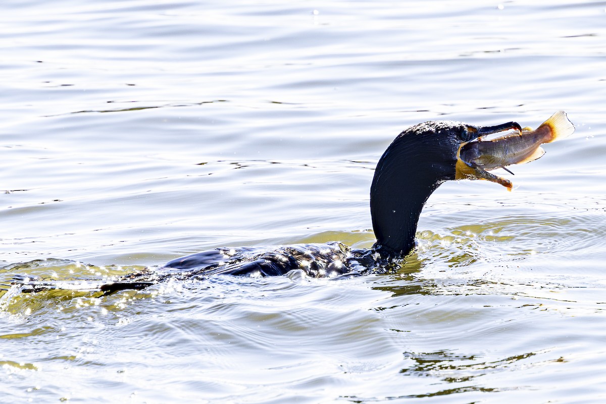 Double-crested Cormorant - ML620518012