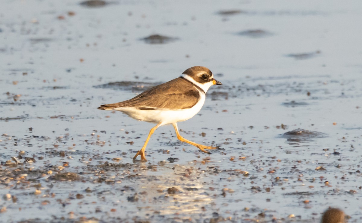Semipalmated Plover - ML620518013