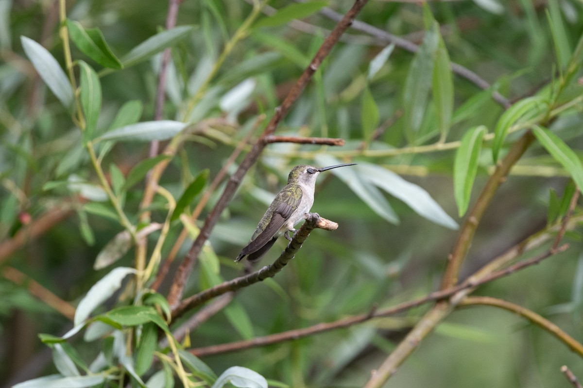 svartstrupekolibri - ML620518016