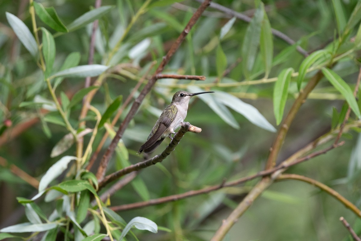 Black-chinned Hummingbird - ML620518017