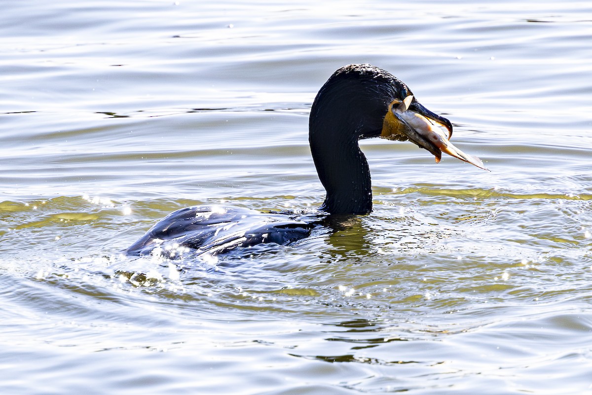 Double-crested Cormorant - Jef Blake