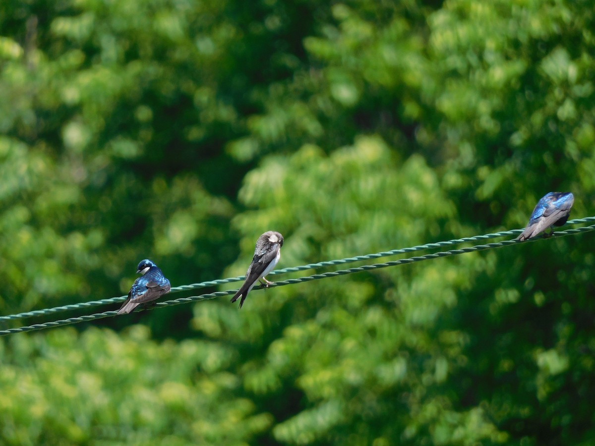 Tree Swallow - ML620518019