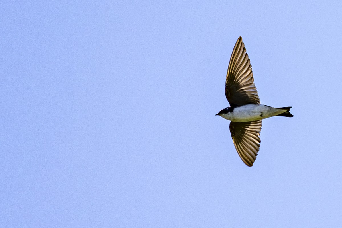 Tree Swallow - Jef Blake