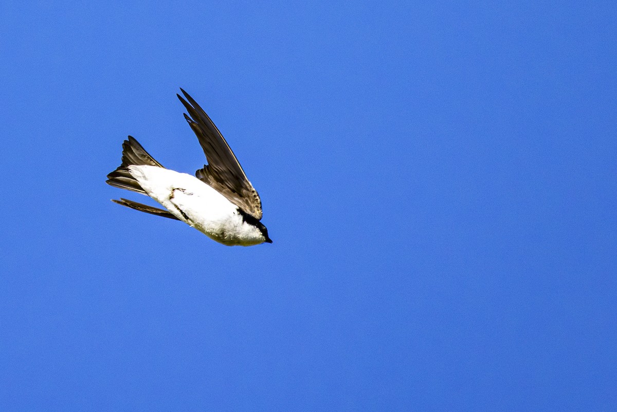 Tree Swallow - ML620518028