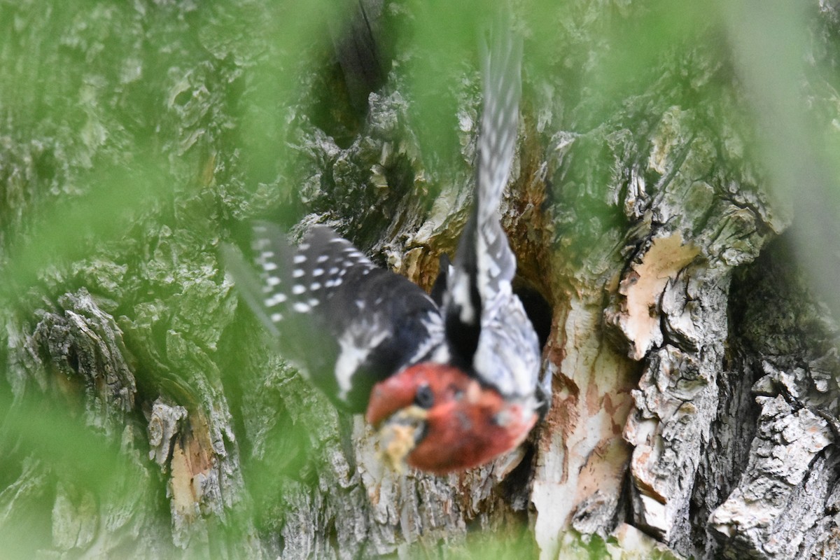Red-breasted Sapsucker - ML620518036