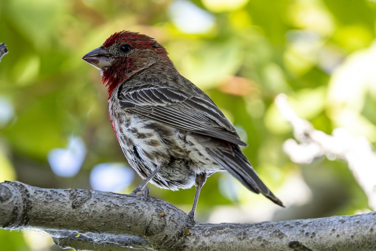 House Finch - ML620518039