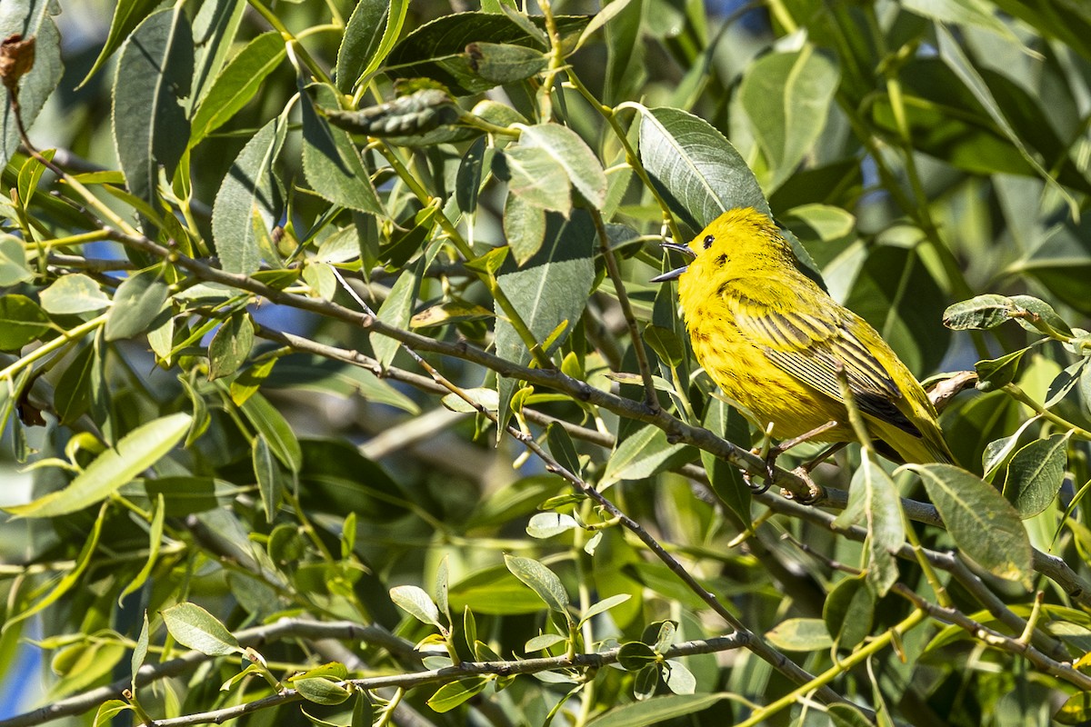 Yellow Warbler - ML620518042