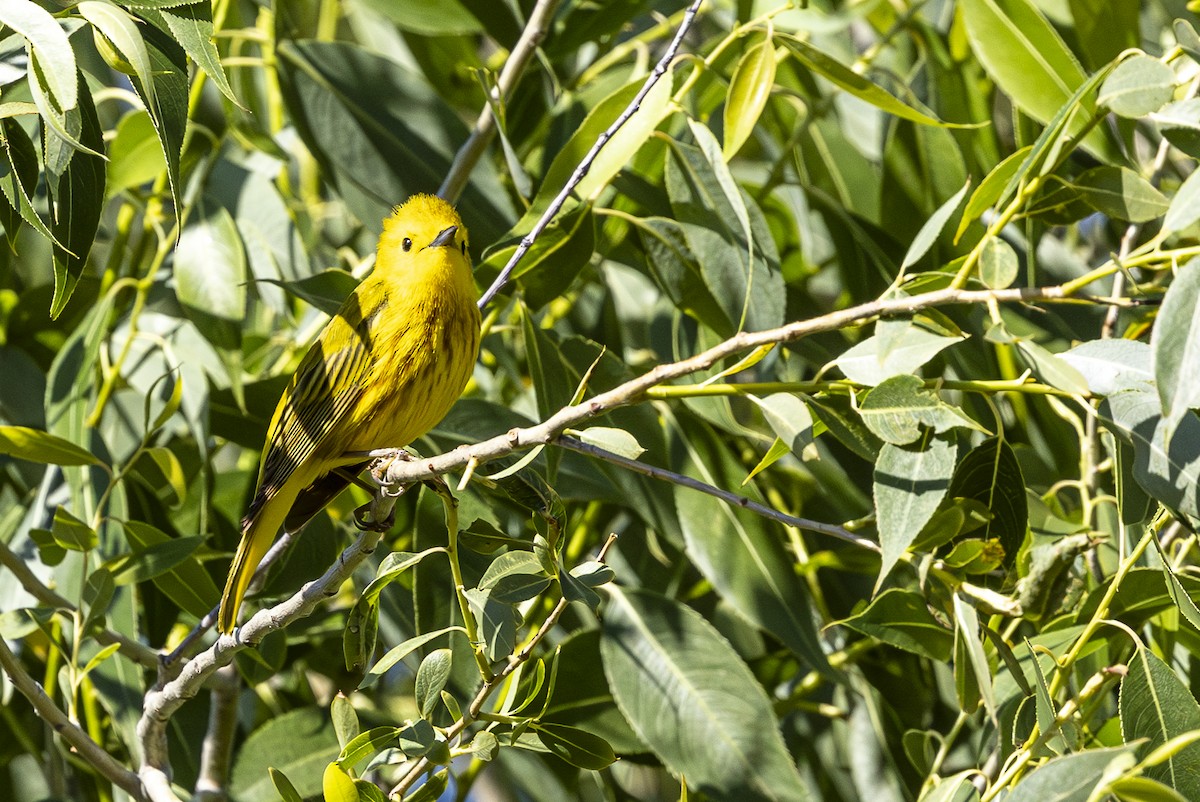 Yellow Warbler - ML620518043