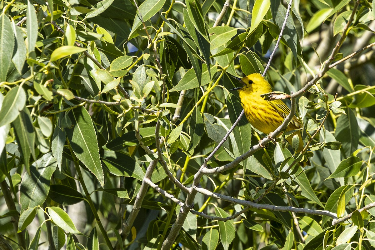 Yellow Warbler - ML620518044