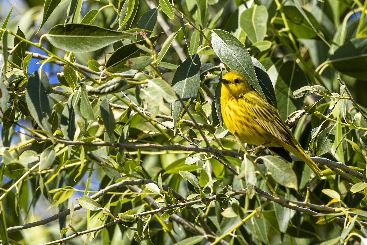 Yellow Warbler - ML620518045