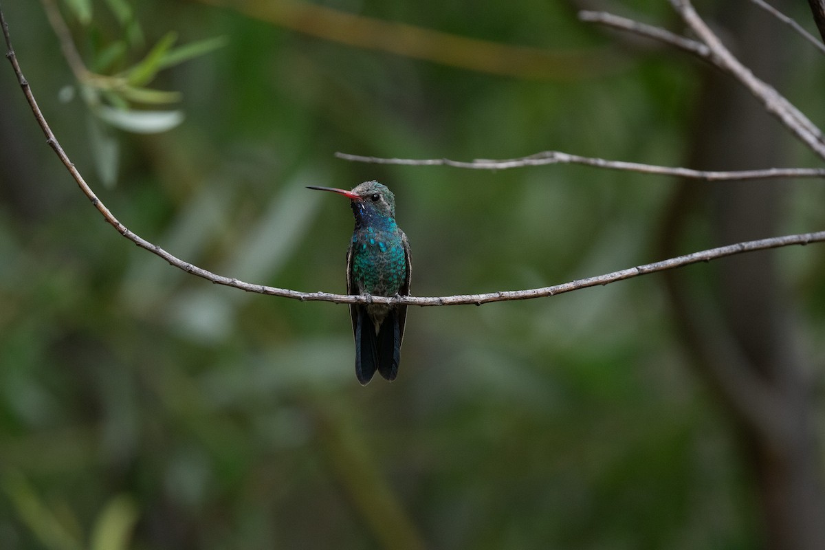 Colibrí Piquiancho Común - ML620518051