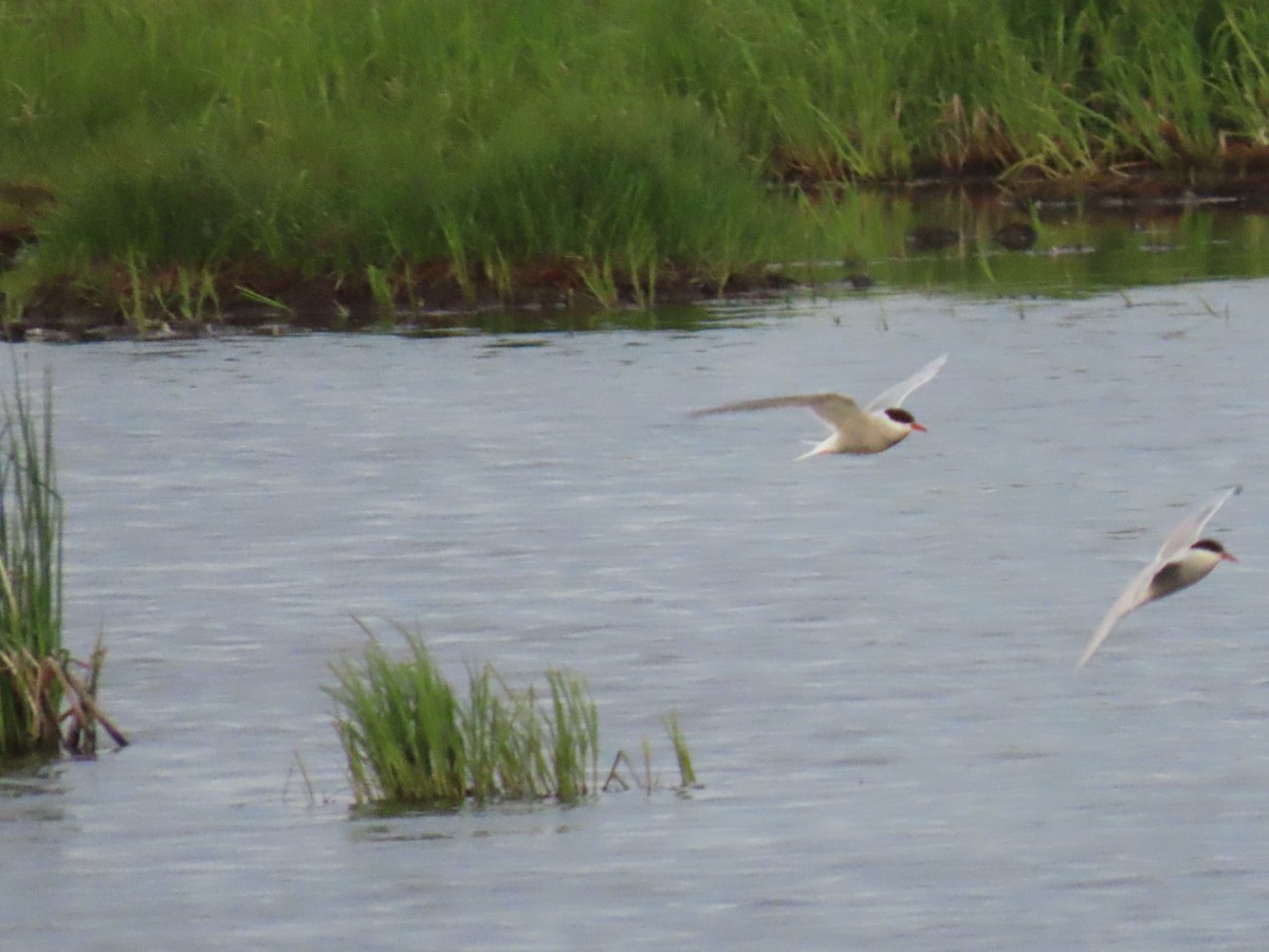 Arctic Tern - ML620518052