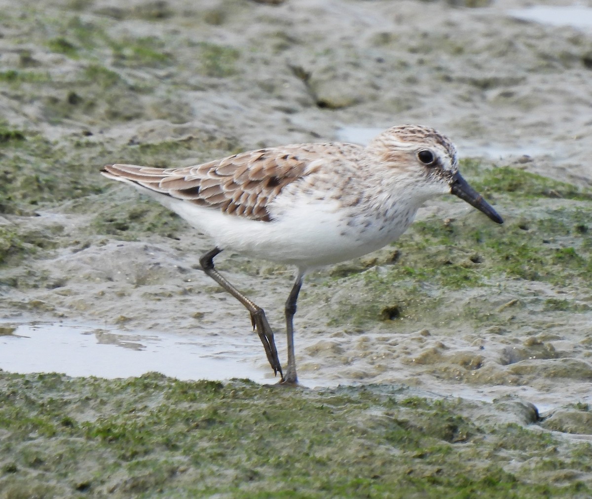 Semipalmated Sandpiper - ML620518054