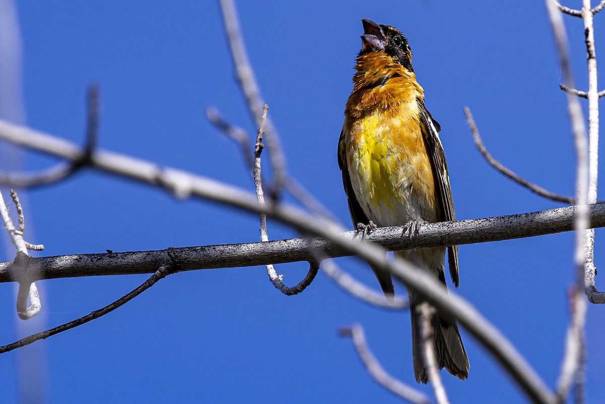 Black-headed Grosbeak - ML620518061