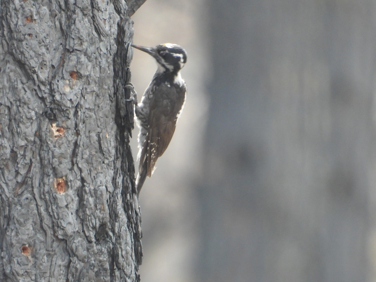 American Three-toed Woodpecker - ML620518065