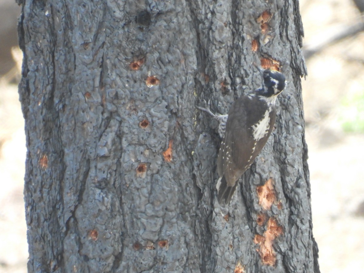 American Three-toed Woodpecker - ML620518066