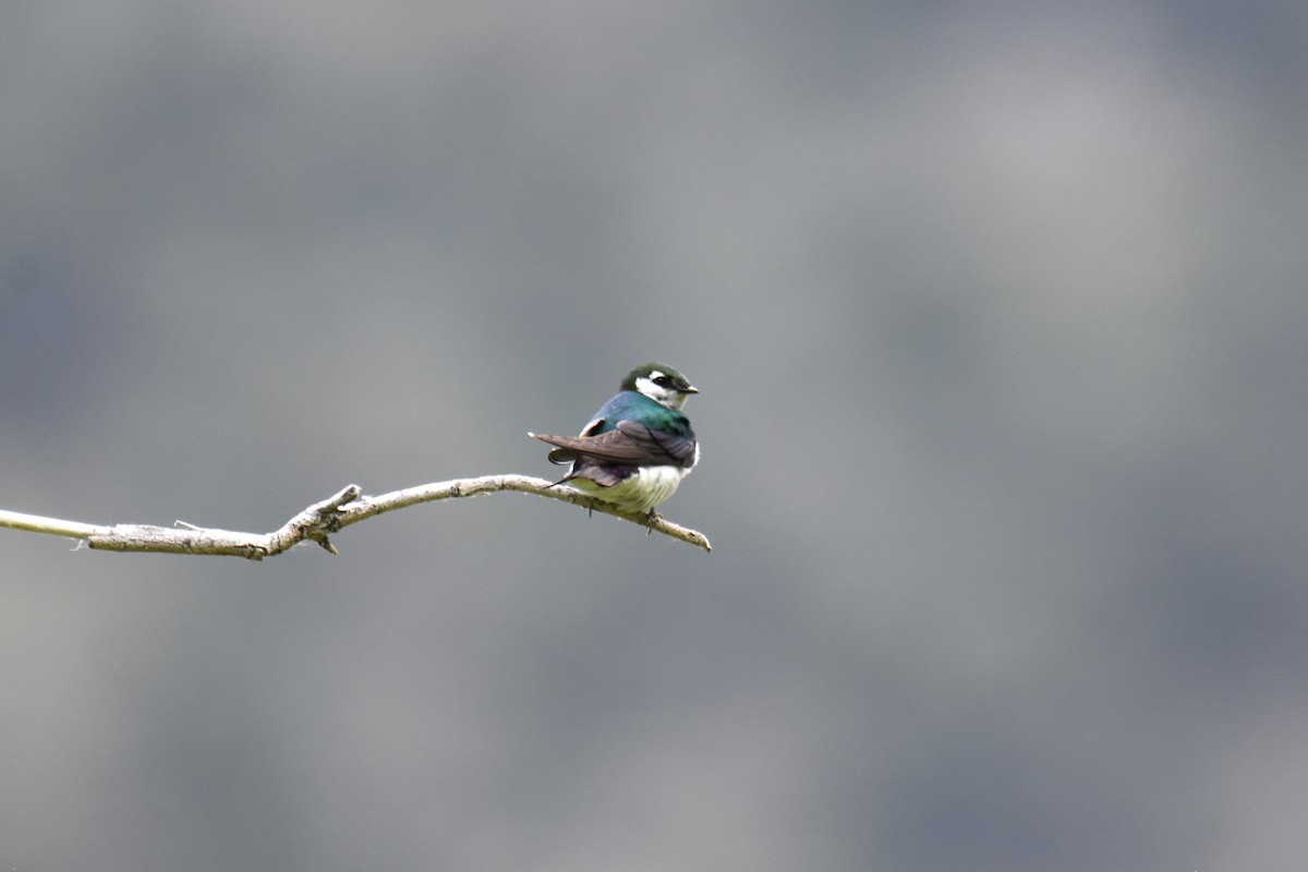 Violet-green Swallow - ML620518072