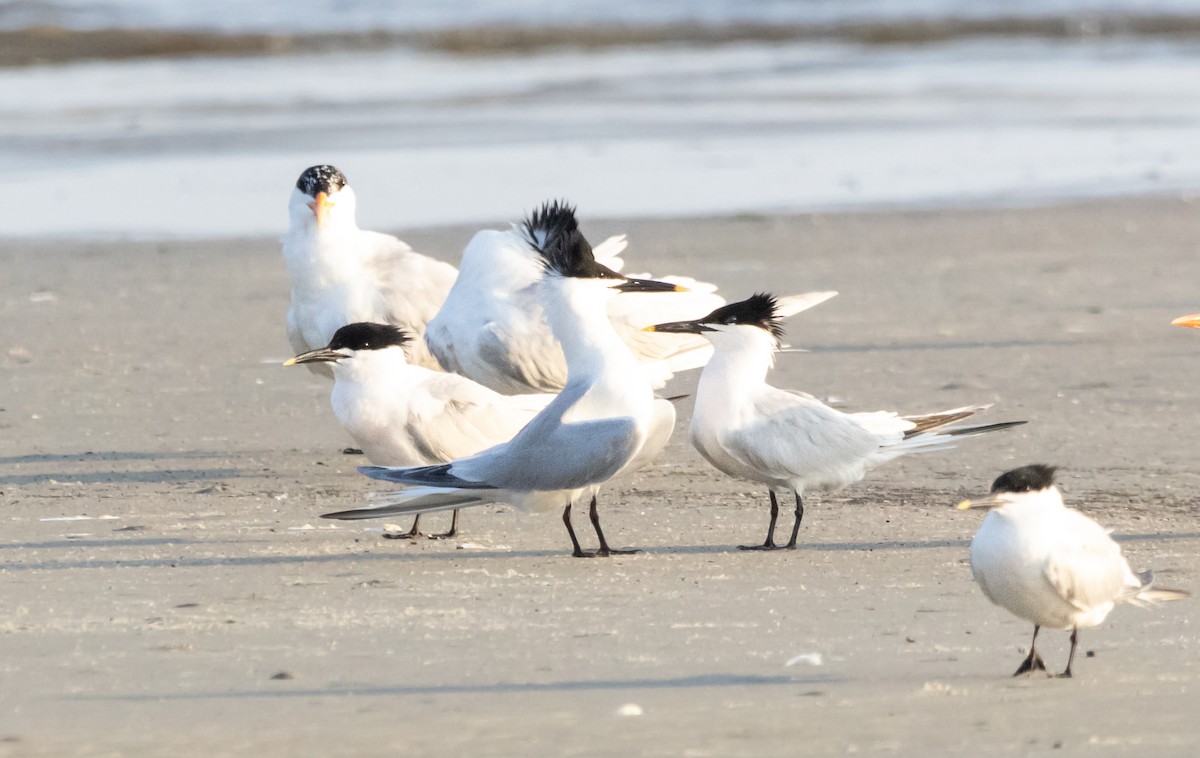 Sandwich Tern - ML620518075